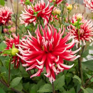 Dahlia cactus Friquolet (x1)